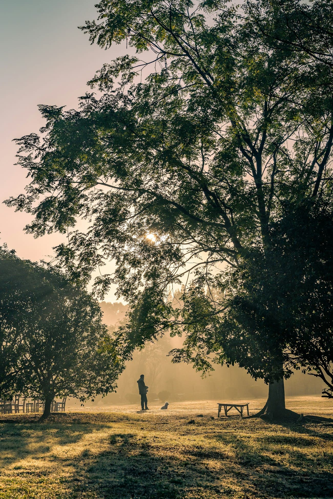 A calm dog sitting at a distance from its owner in a misty park at sunrise